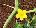 Cucumis anguria, Flower