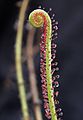 Drosera filiformis leaf Darwiniana