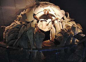 Dwelling made with mammoth bones