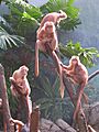 Ebony Langur Javan Lutung Trachypithecus auratus at Bronx Zoo 3