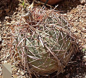 Echinocactus horizonthalonius 1.jpg