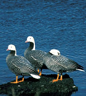 Emperor Geese at Adak Island Clam Lagoon