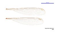 Episynlestes intermedius male wings (34695963161)