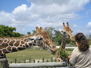 Feeding the Giraffes at Miami Metro Zoo 80