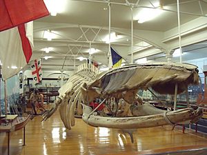 Fin Whale Otago Museum
