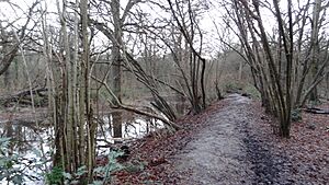 Fishpond Wood 1