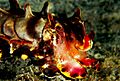 Flamboyant Cuttlefish-2