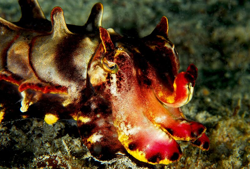 Flamboyant Cuttlefish-2