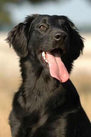 Flatcoat retriever 2