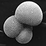 Foram-globigerina hg.jpg