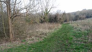 Foxley Wood 3