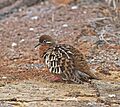 Galapagos Dove JCB