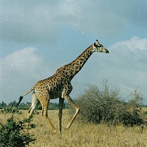 GiraffeRunning