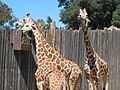 Giraffes? Giraffes! (42429570)