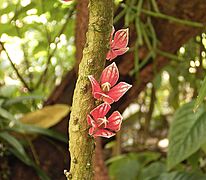 Goethea strictiflora2 ies