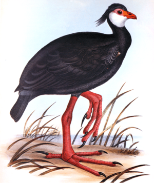 Gray R G Bird 1844-49