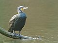 Great Cormorant (Phalacrocorax carbo), Parc du Rouge-Cloître, Brussels, Belgium