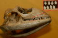 Green Iguana skull (Iguana iguana) and teeth