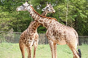 Greenvillezoo giraffes