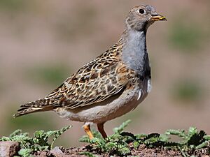 Grey-breasted Seedsnipe.jpg