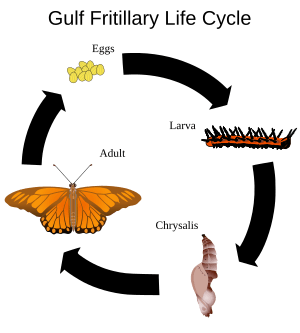 Gulf Fritillary Life Cycle