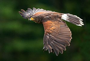 Harris's hawk in flight, Southern Ontario, Canada (captive)