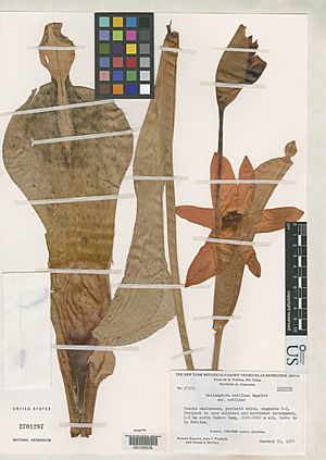 Heliamphora neblinae var. neblinae isotype.jpg