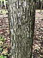 Ironwood tree bark