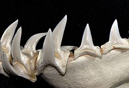 Isurus paucus lower teeth