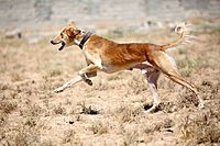 Kurdish Saluki