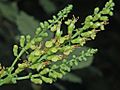 Lamiaceae - Teucrium scorodonia-1