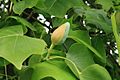 Liriodendron-tulipifera-bud