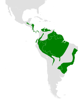 Lurocalis semitorquatus range map.png