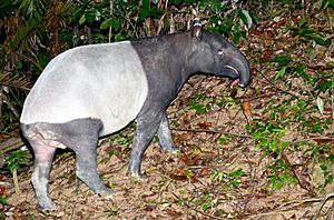 Malayan Tapir (Tapirus indicus) (8729168612)