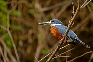 Megaceryle torquata-Ringed Kingfisher