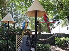 MiamiSeaquarium-Parrots