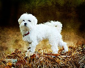 small maltese dog