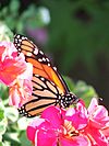 Monarch Butterfly on a pink germanium.jpg