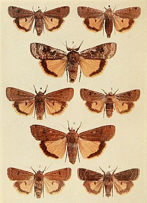 Moths of the British Isles Plate115