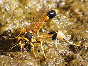 Mud-dauber Wasp - sceliphron laetum.jpg