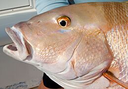 Mutton-snapper-face-picture
