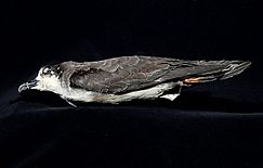 Naturalis Biodiversity Center - ZMA.AVES.20078 - Pterodroma phaeopygia phaeopygia Salvin, 1876 - Procellariidae - skin specimen