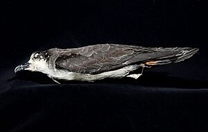 Naturalis Biodiversity Center - ZMA.AVES.20078 - Pterodroma phaeopygia phaeopygia Salvin, 1876 - Procellariidae - skin specimen