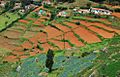 Nilgiris vegetable plantations