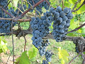 Norton grapes growing in Missouri.jpg