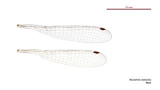 Nososticta coelestina male wings (34441189920)