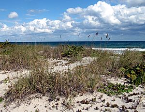 Oat grass (Uniola paniculata) in Florida