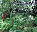 Odiorne Point State Park (246732420)