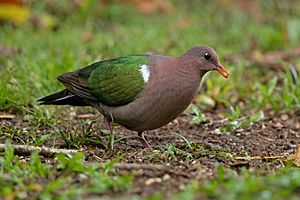 Pacific Emerald Dove -akes National Park .jpg