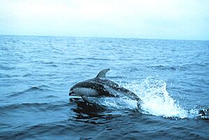 Pacific white side dolphin